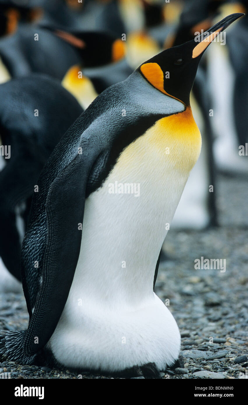 Kaiser-Pinguin in der Nähe von Kolonie Stockfoto