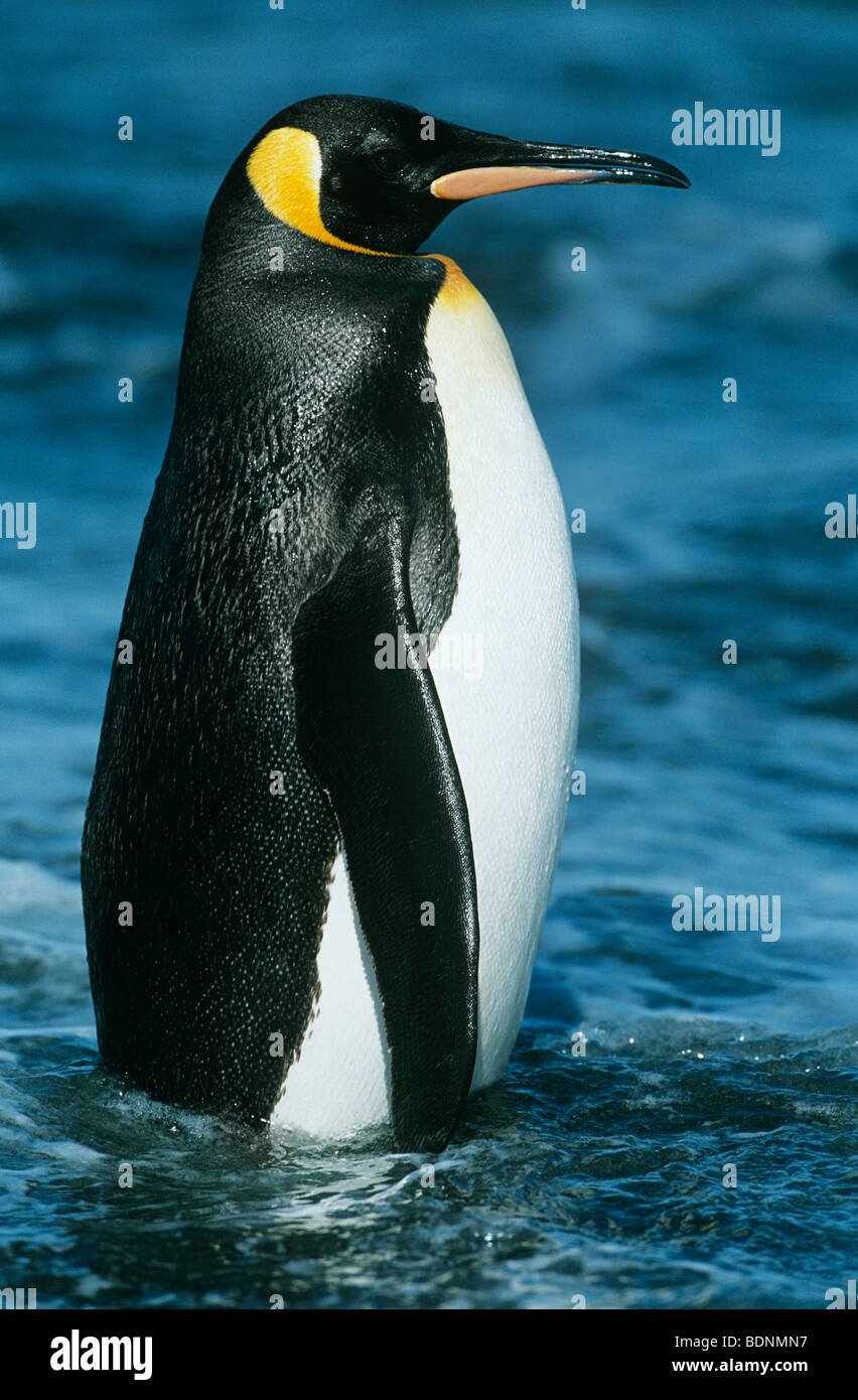 Kaiser-Pinguin im Wasser Stockfoto