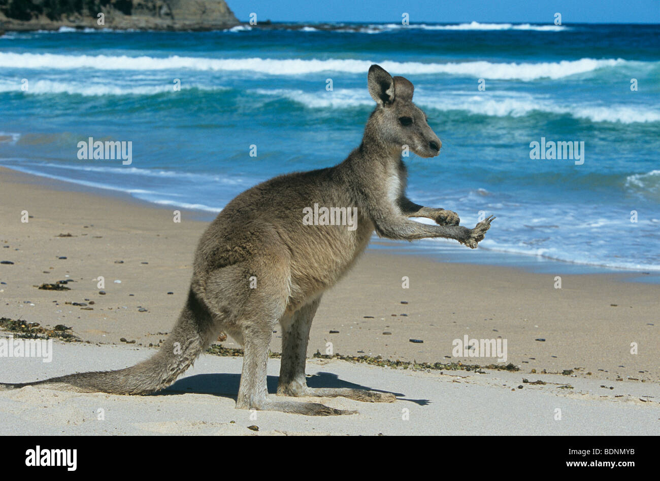 Känguru am Strand Stockfoto