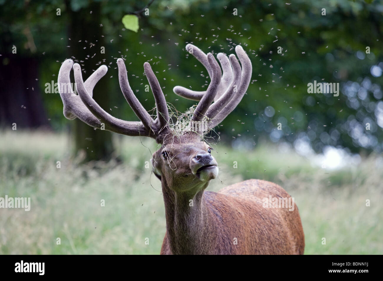 Rotwild fliegt -Fotos und -Bildmaterial in hoher Auflösung – Alamy