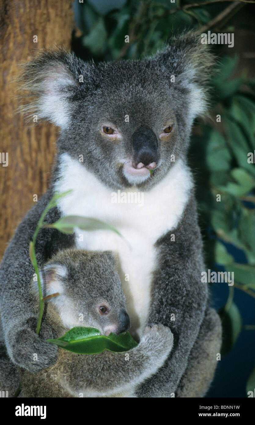 Koala-Baby mit Mutter, saß im Baum Stockfoto