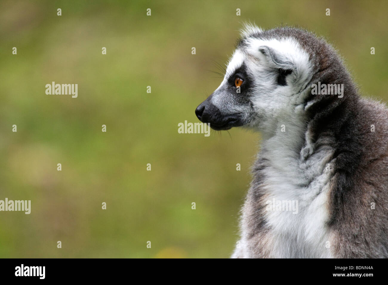 Nähe auf einem Ring Tailed Lemur Stockfoto