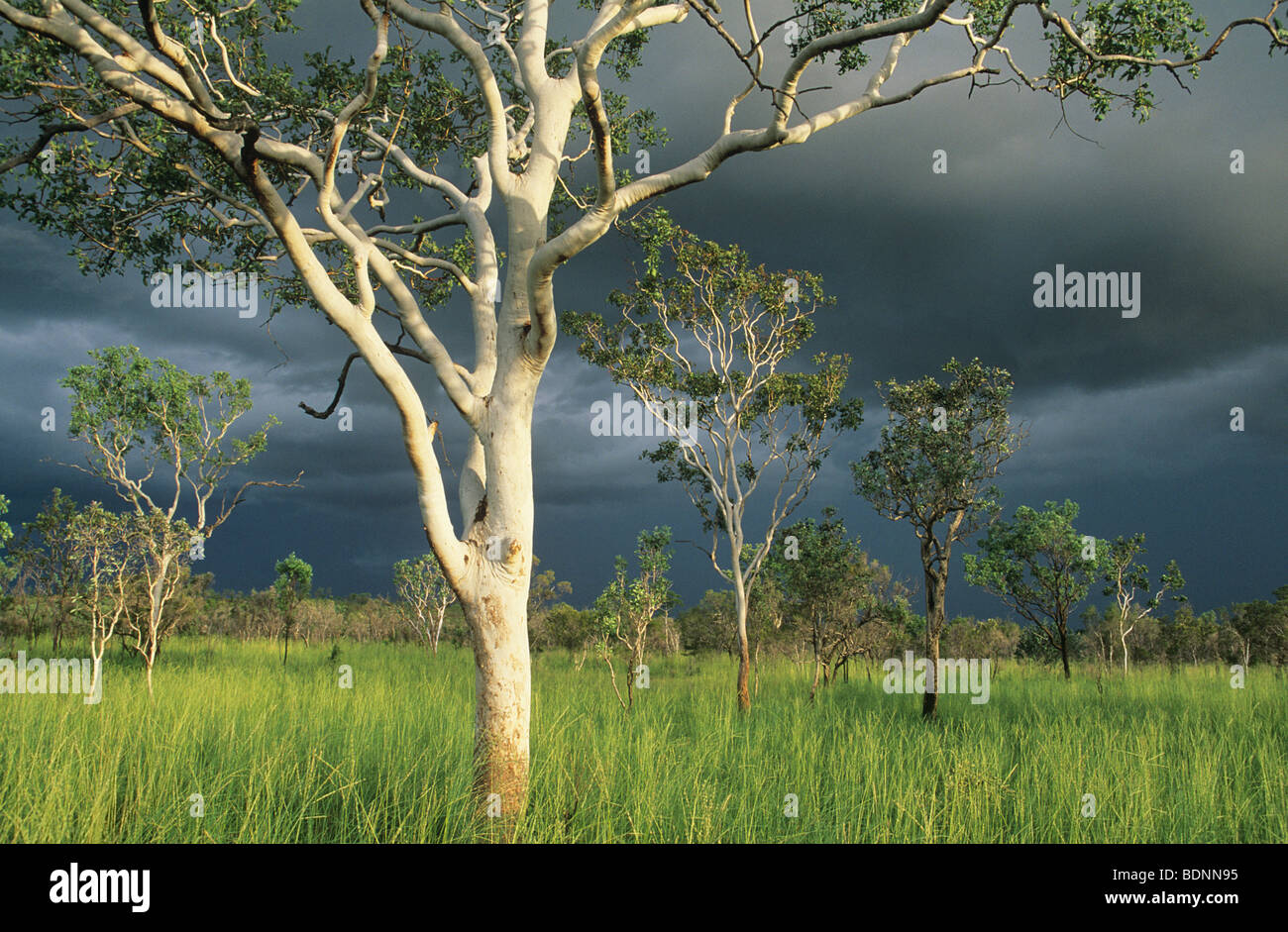 Australien, Eukalyptus-Bäume im Feld Stockfoto