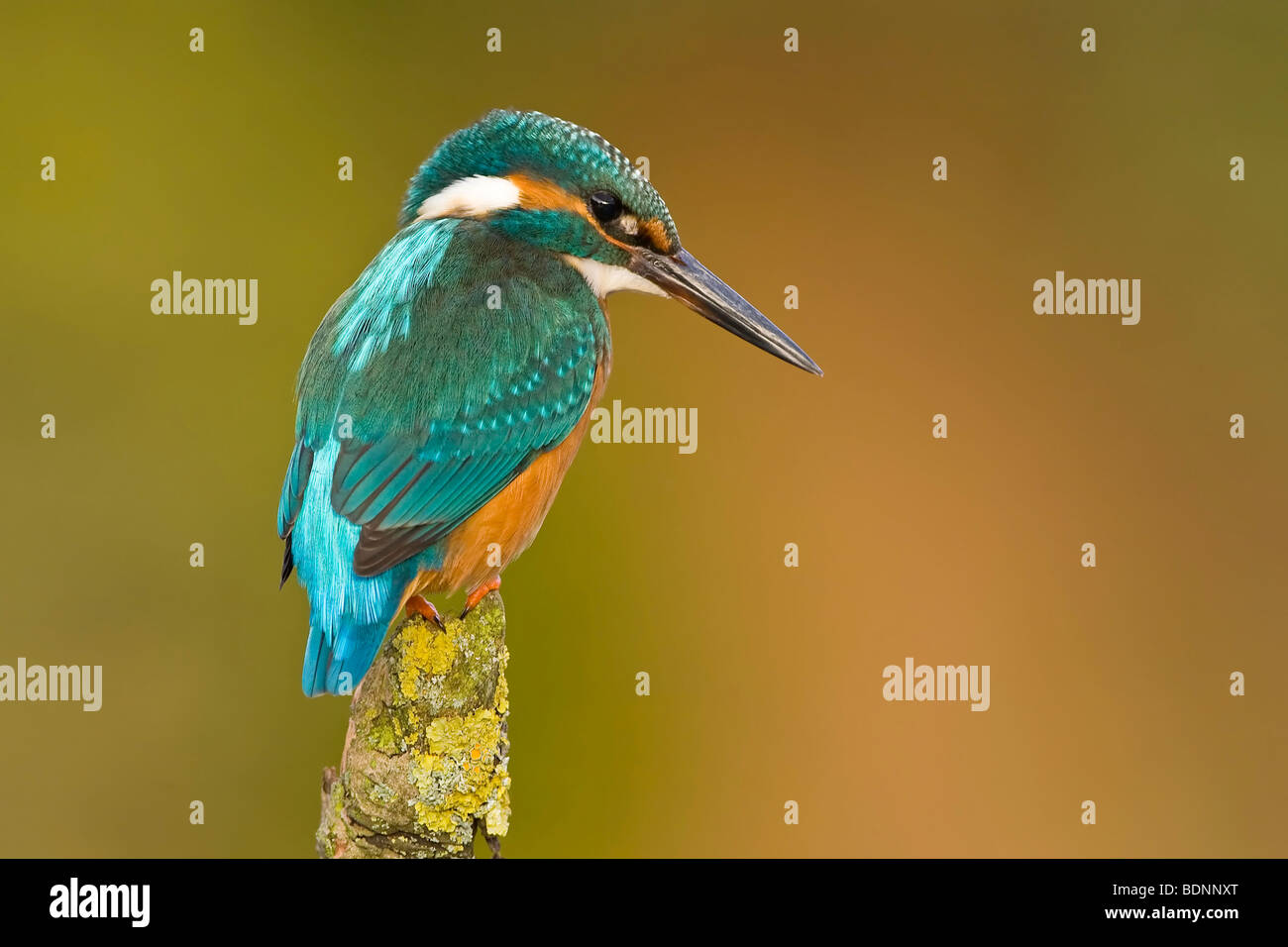 Eisvogel Alcedo atthis Stockfoto