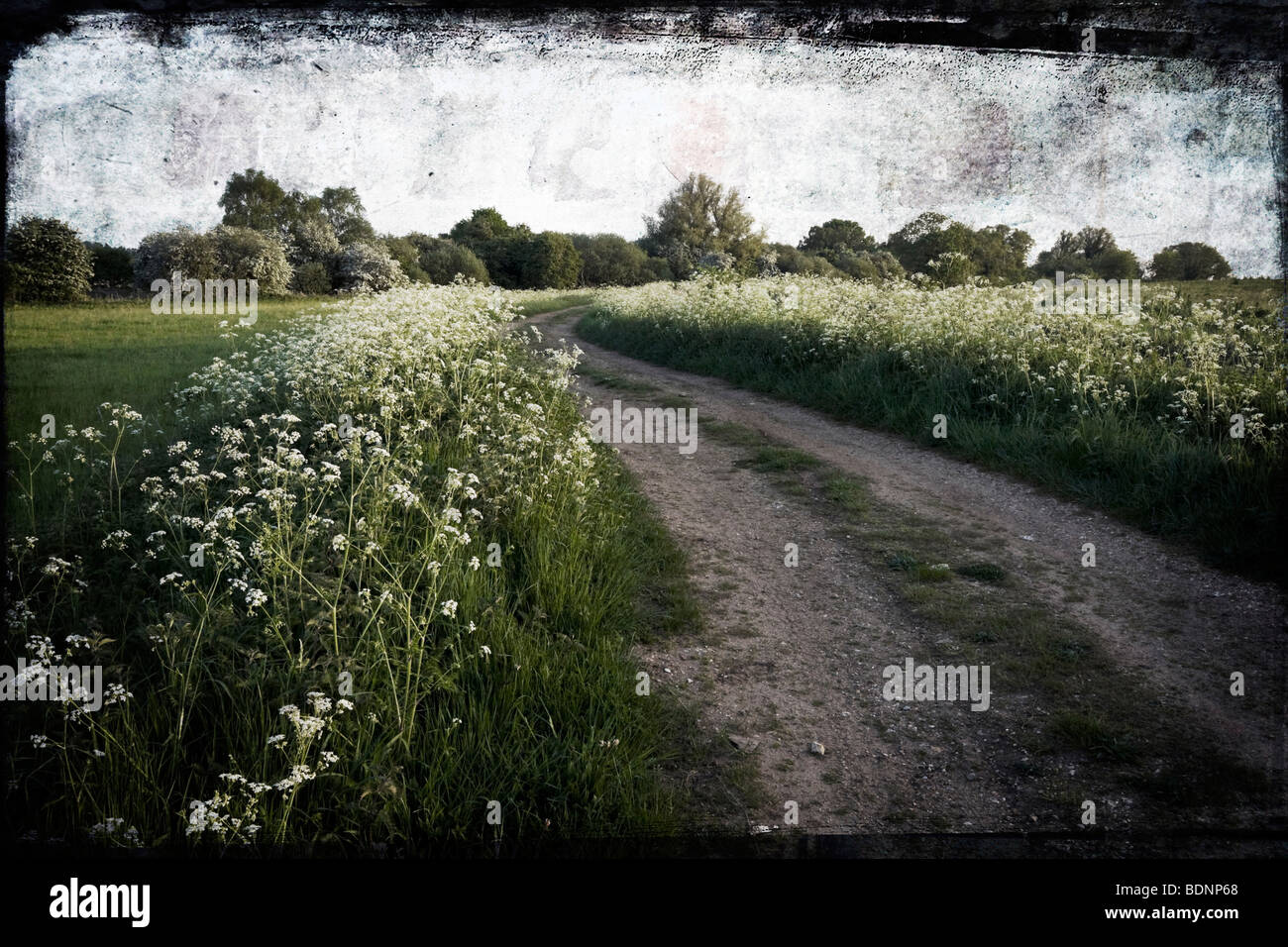 Ein Feld im ländlichen Norfolk im Frühjahr. Texturen in Photoshop hinzugefügt. Stockfoto