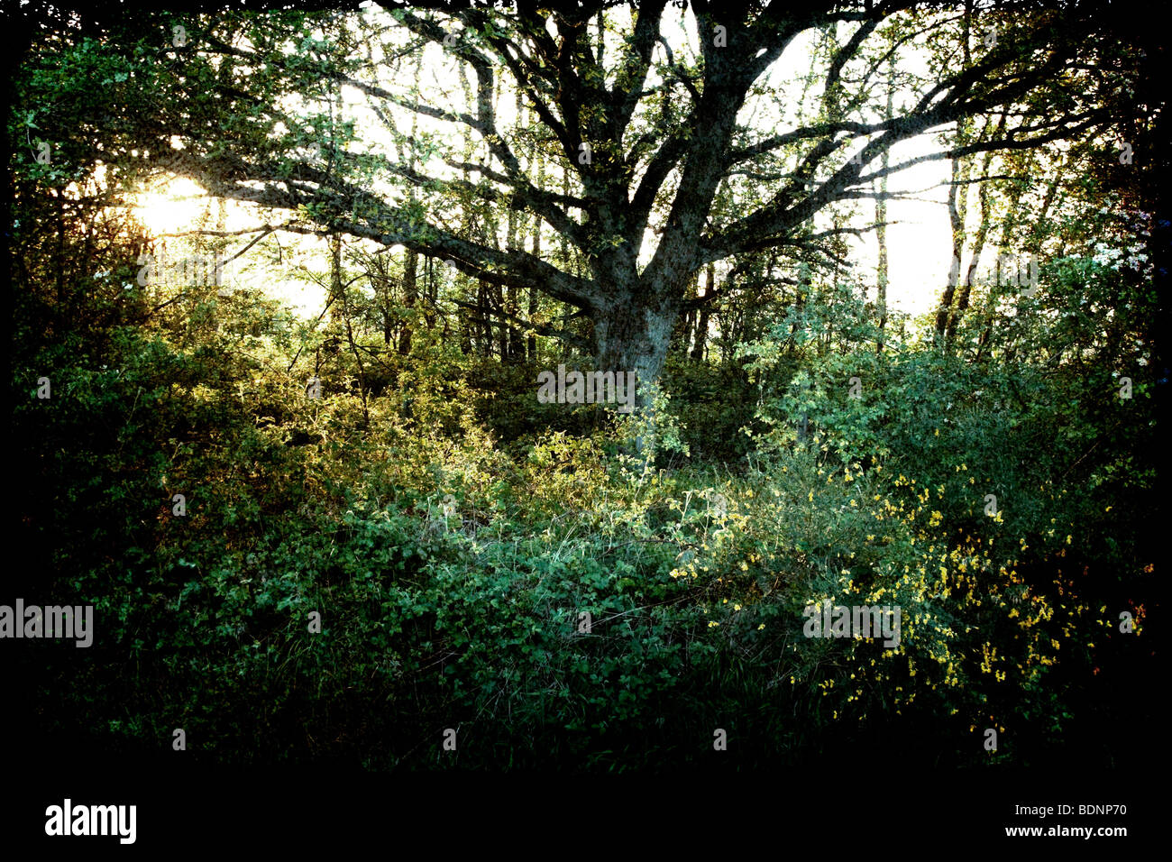 Die untergehende Sonne durch die Bäume des Waldes. Texturen in Photoshop später hinzugefügt. Stockfoto