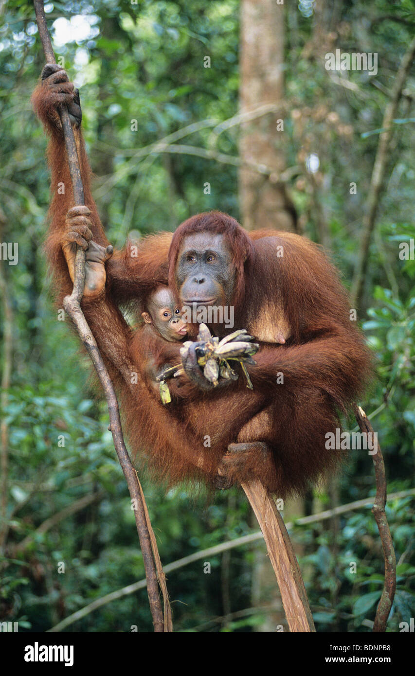Orang-Utan umarmende junge im Baum Stockfoto