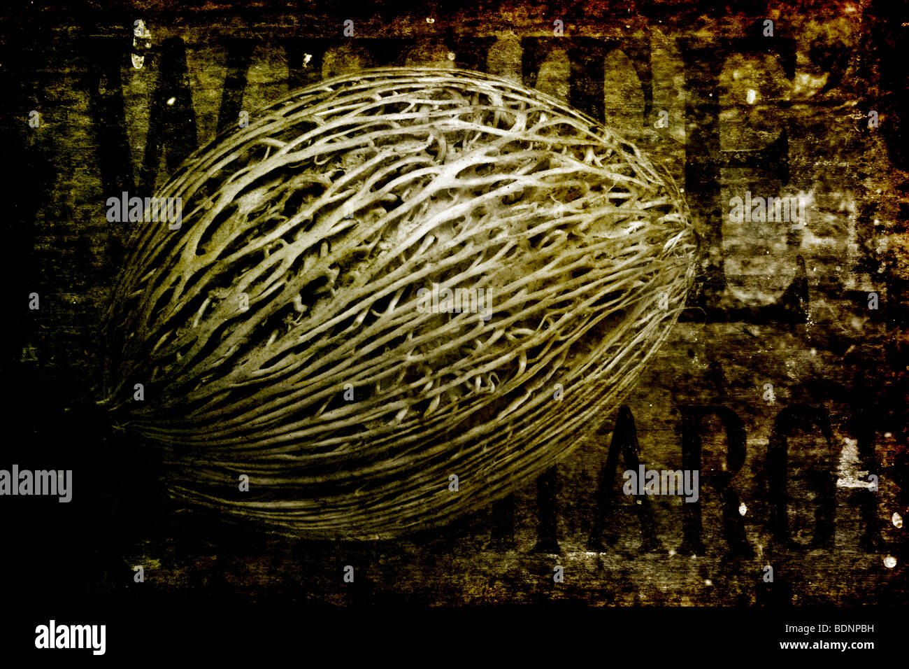 Eine Samenkapsel fotografiert gegen Holz. Texturen in Photoshop später hinzugefügt. Stockfoto