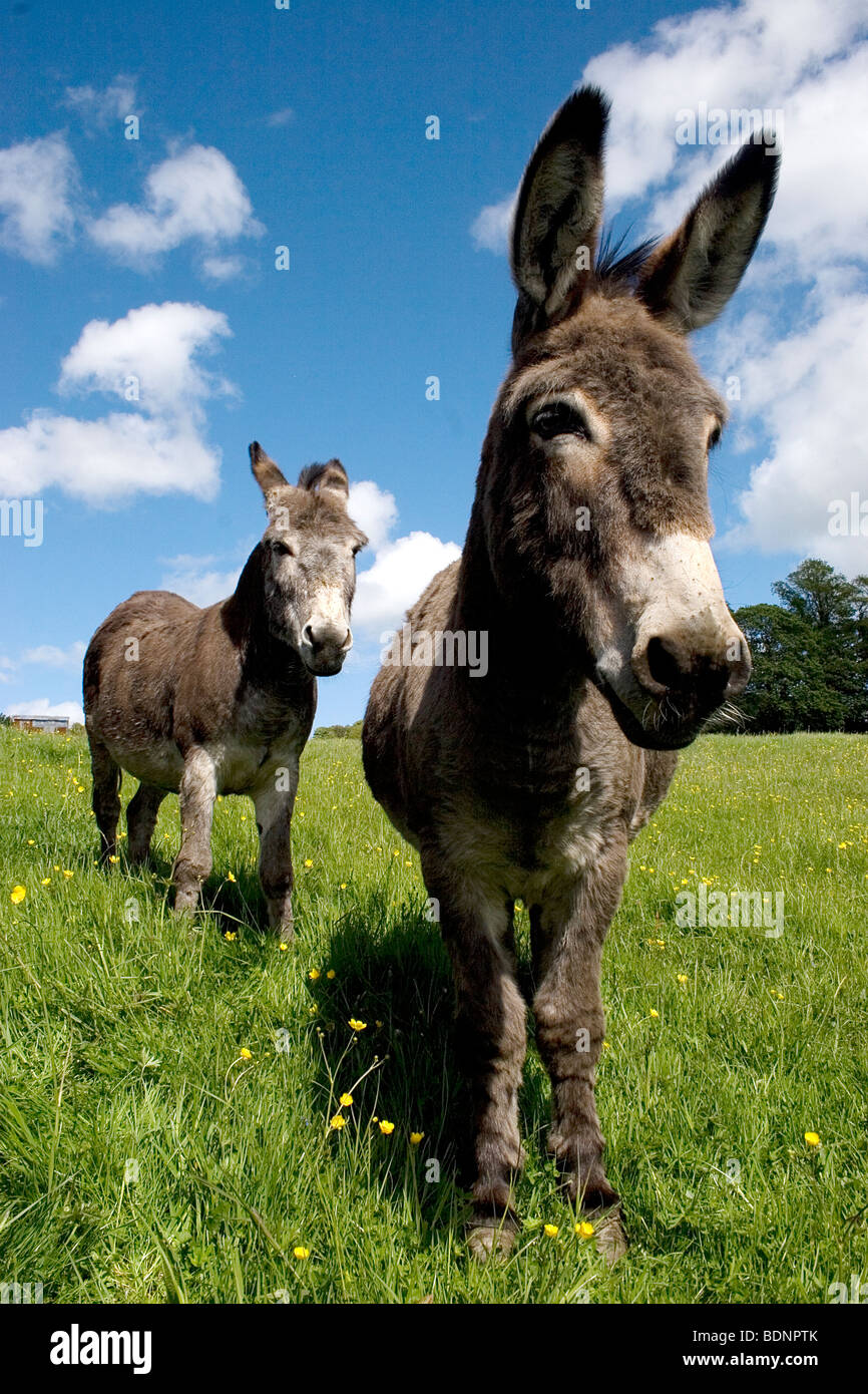 paar von Eseln im Bereich (Moniaive, Dumfries & Galloway, Schottland) Stockfoto