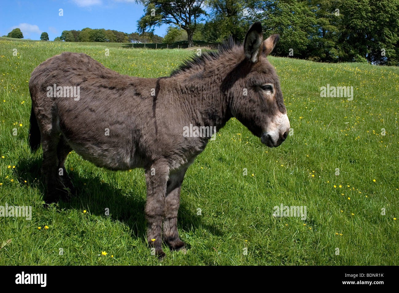 Esel im Bereich (Moniaive, Dumfries & Galloway, Schottland) Stockfoto
