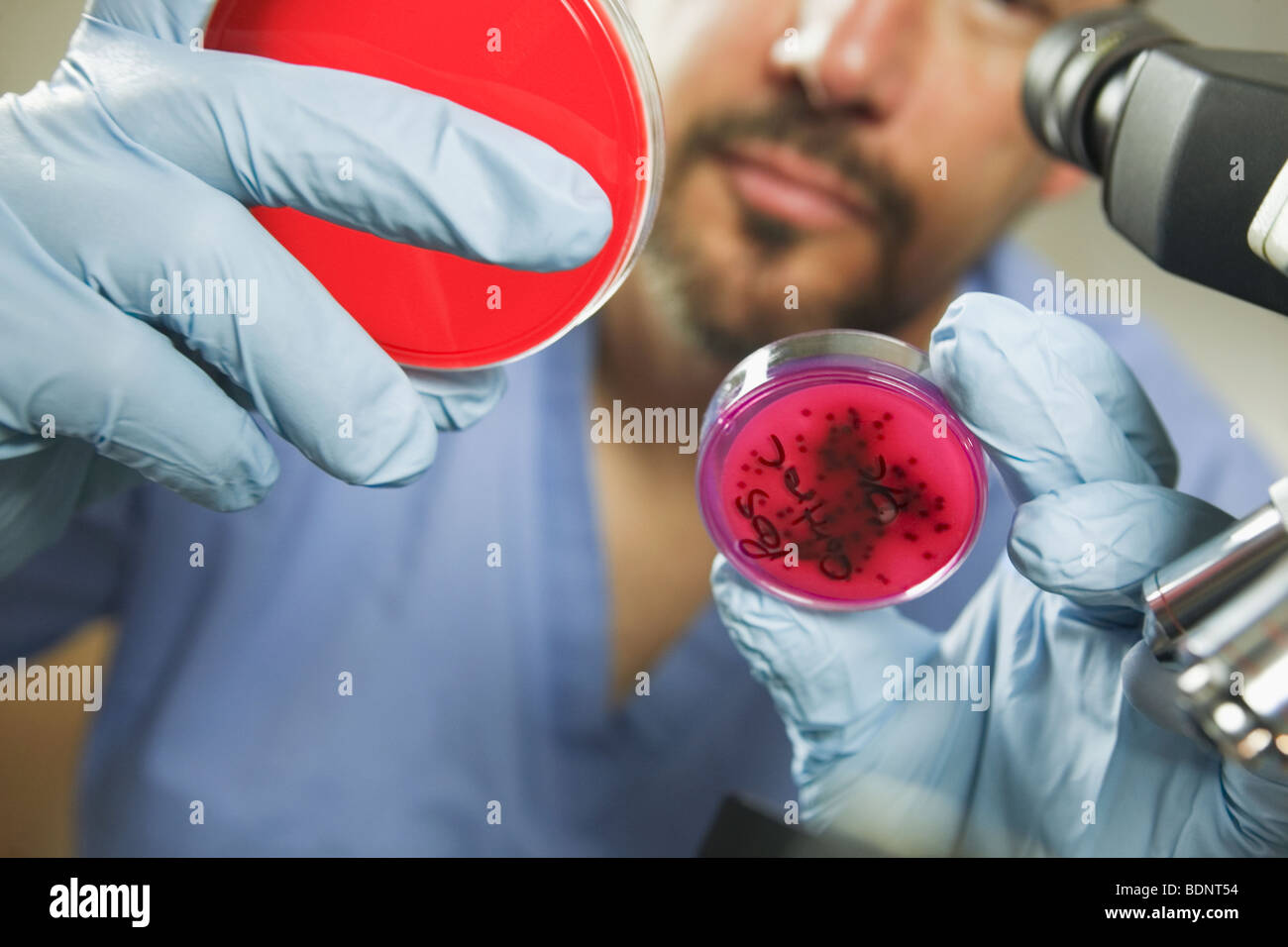 Wachstum von Bakterien in einer Wasserprobe analysieren Wissenschaftler Stockfoto