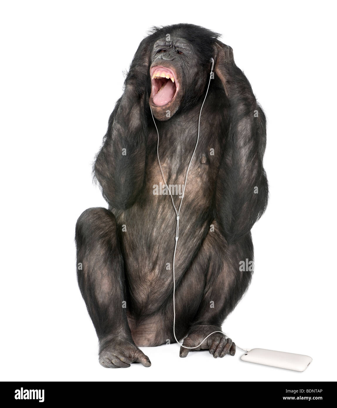 Mischling zwischen Schimpanse und Bonobo, Musikhören, 20 Jahre alt, vor weißem Hintergrund Studio gedreht Stockfoto
