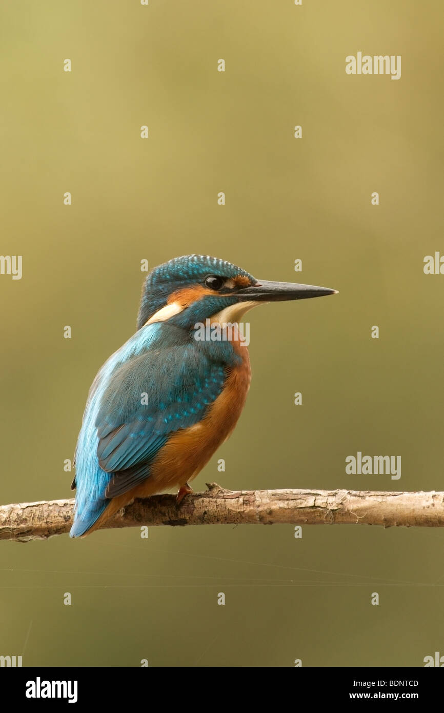 Ein Eisvogel ruht auf seinen Angeln Barsch Stockfoto