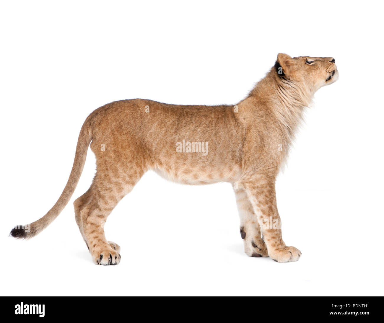 Seitenansicht des Löwenjunges, 8 Monate alt, vor weißem Hintergrund, Studio gedreht Stockfoto