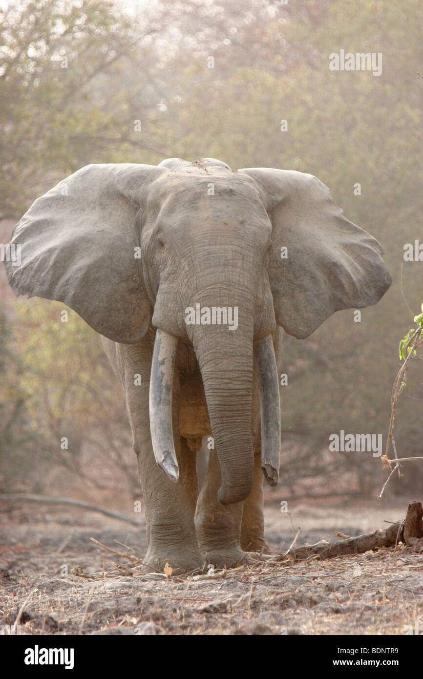 Männliche Elefantenbulle. Mole National Park. Ghana Westafrika.  Urheberrecht: Zute Lightfoot, www.lightfootphoto.co.uk Stockfoto