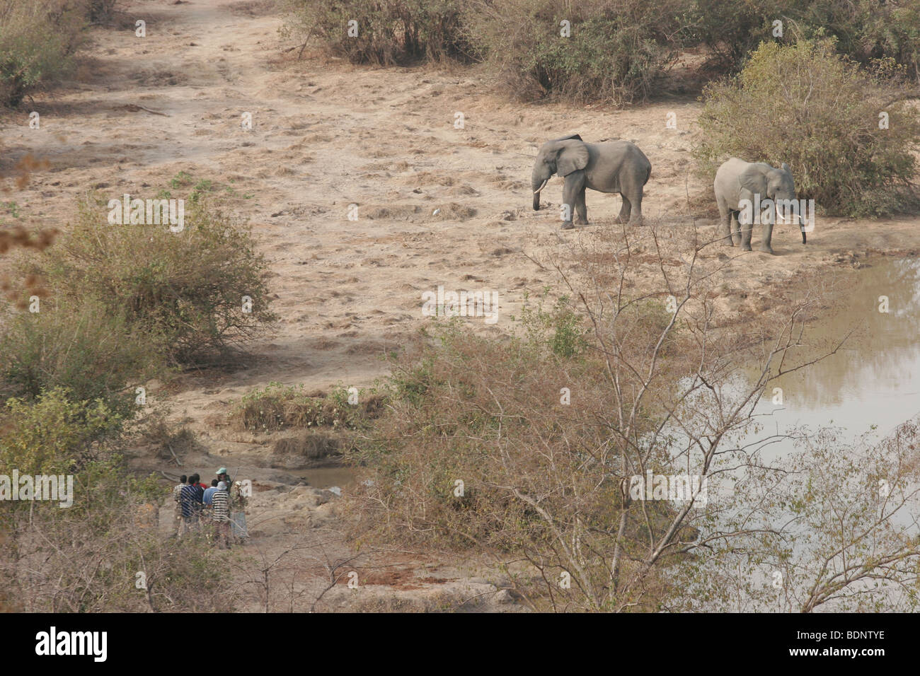 Elefant Walking Safari. Mole National Park. Nordghana. West-Afrika. Bild © Zute Lightfoot www.lightfootphoto.co.uk Stockfoto