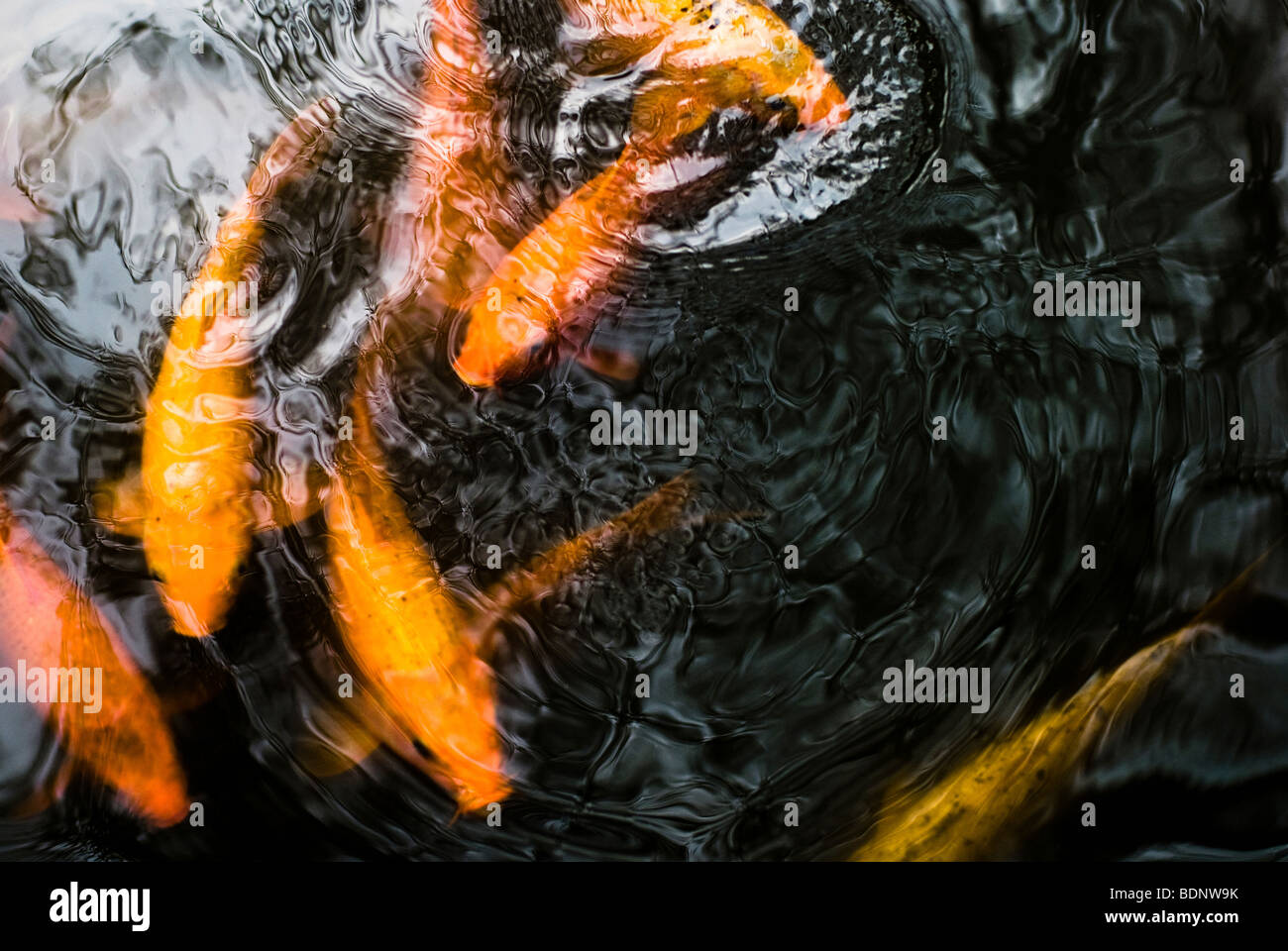 Golden-Koi-Karpfen schwimmen im Teich Stockfoto