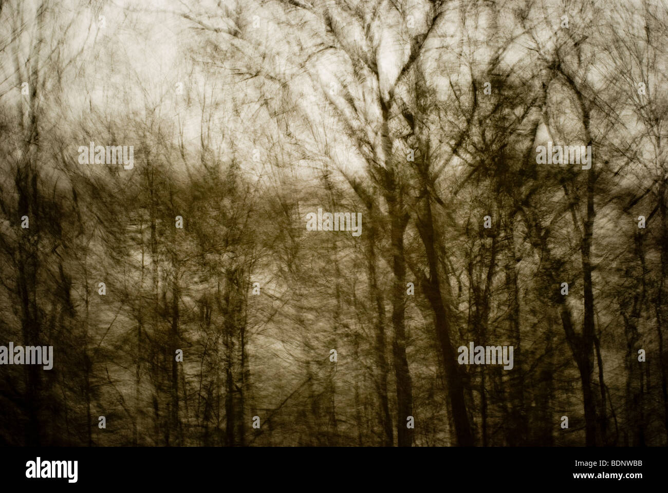 Wind Weht Durch Die Baume In Einem Wald Stockfotografie Alamy