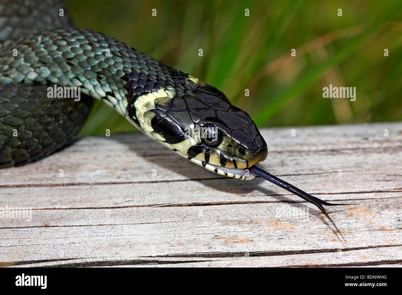 Ringelnatter, Ring Schlange (Natrix Natrix), flackernde Zunge Stockfoto