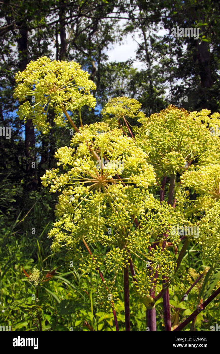 Garten-Angelica (Angelica Archangelica) (Angelica Officinalis), Heilpflanze, Auwald am Ufer des Flusses Peen Stockfoto