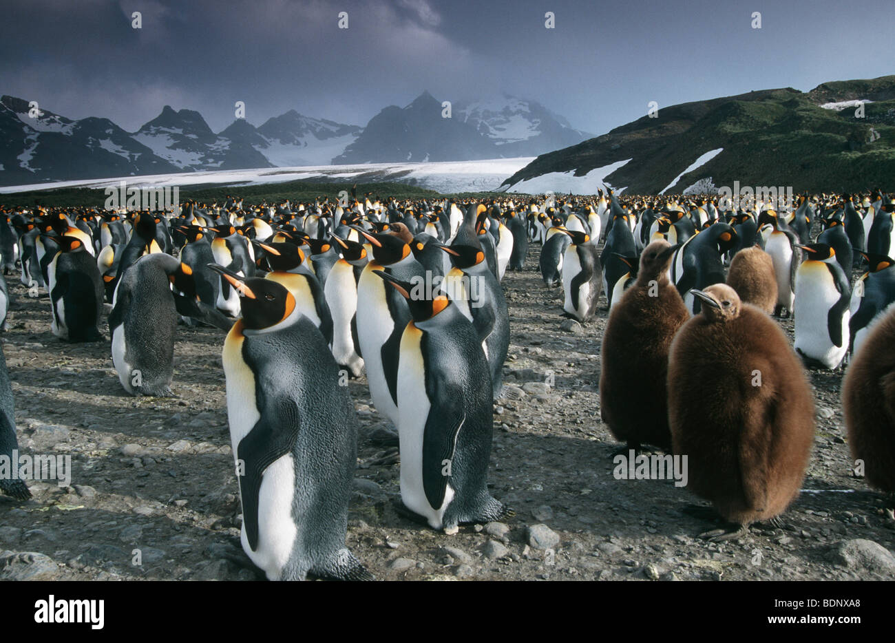 UK, South Georgia Island, Kolonie Königspinguine Stockfoto