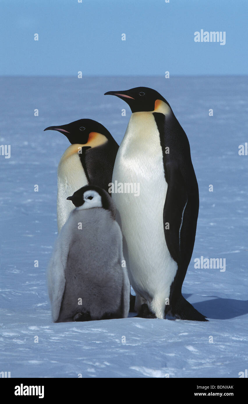 Antarktis, Weddel-Meer, Atka Bay, Kaiser-Pinguin-Familie Stockfoto