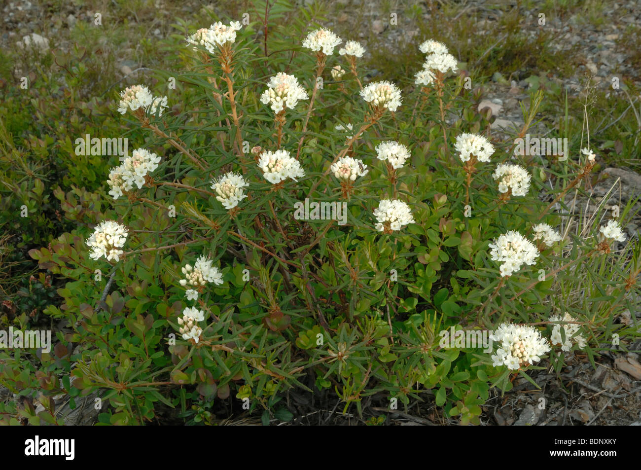 Marsh Sumpfporst, nördlichen Sumpfporst (Ledum Palustre), blühende Pflanze  Stockfotografie - Alamy