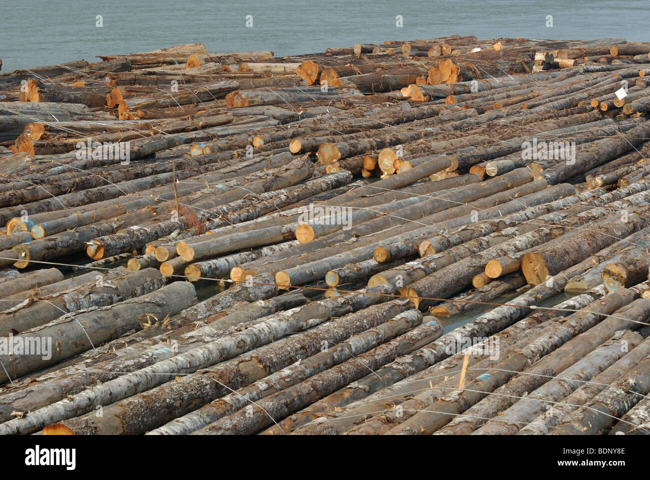 Log-Ausleger warten transfer zum Gebietsschema Mühlen auf den Fraser River. Stockfoto