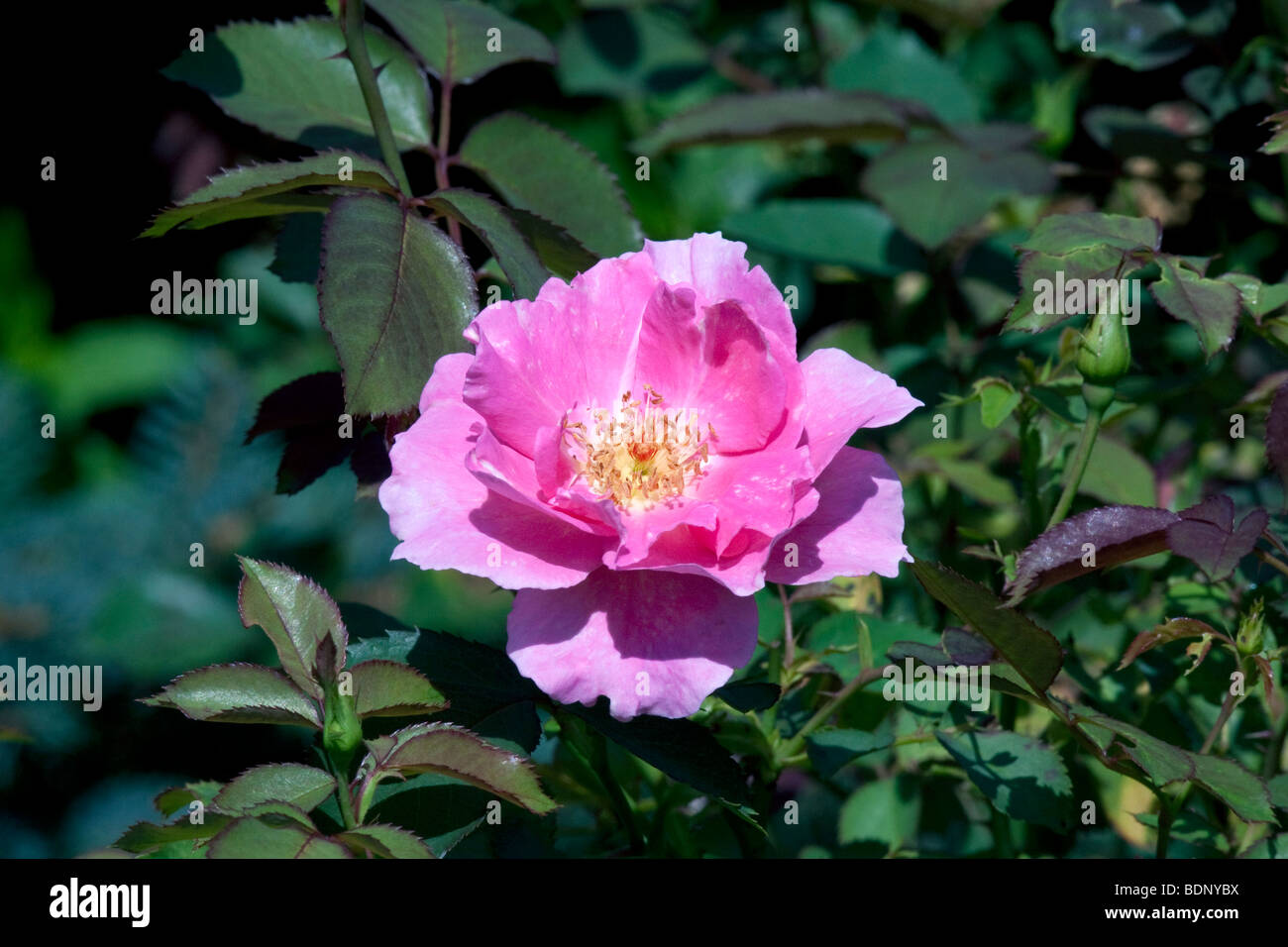 Die Magic Meidiland Rose, Rosa Magie im Spätsommer blühen. Stockfoto