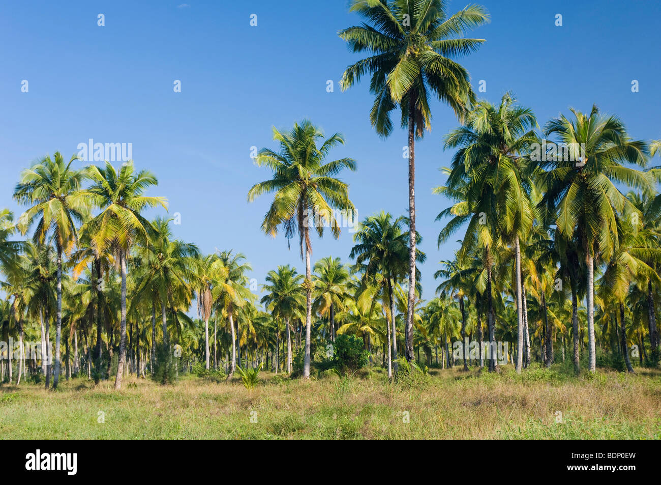 Coconut Palmenplantage, Pak Weeb Beach, Khao Lak, Andamanensee, Thailand, Asien Stockfoto