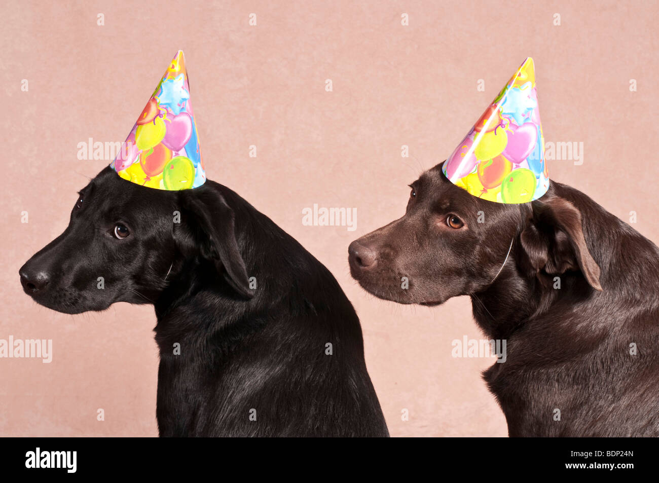Zwei Labrador Retriever tragen Partyhüte Stockfoto