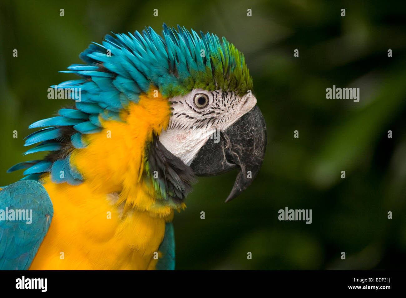 Papagei, blau-gelbe Ara (Ara Ararauna) Stockfoto