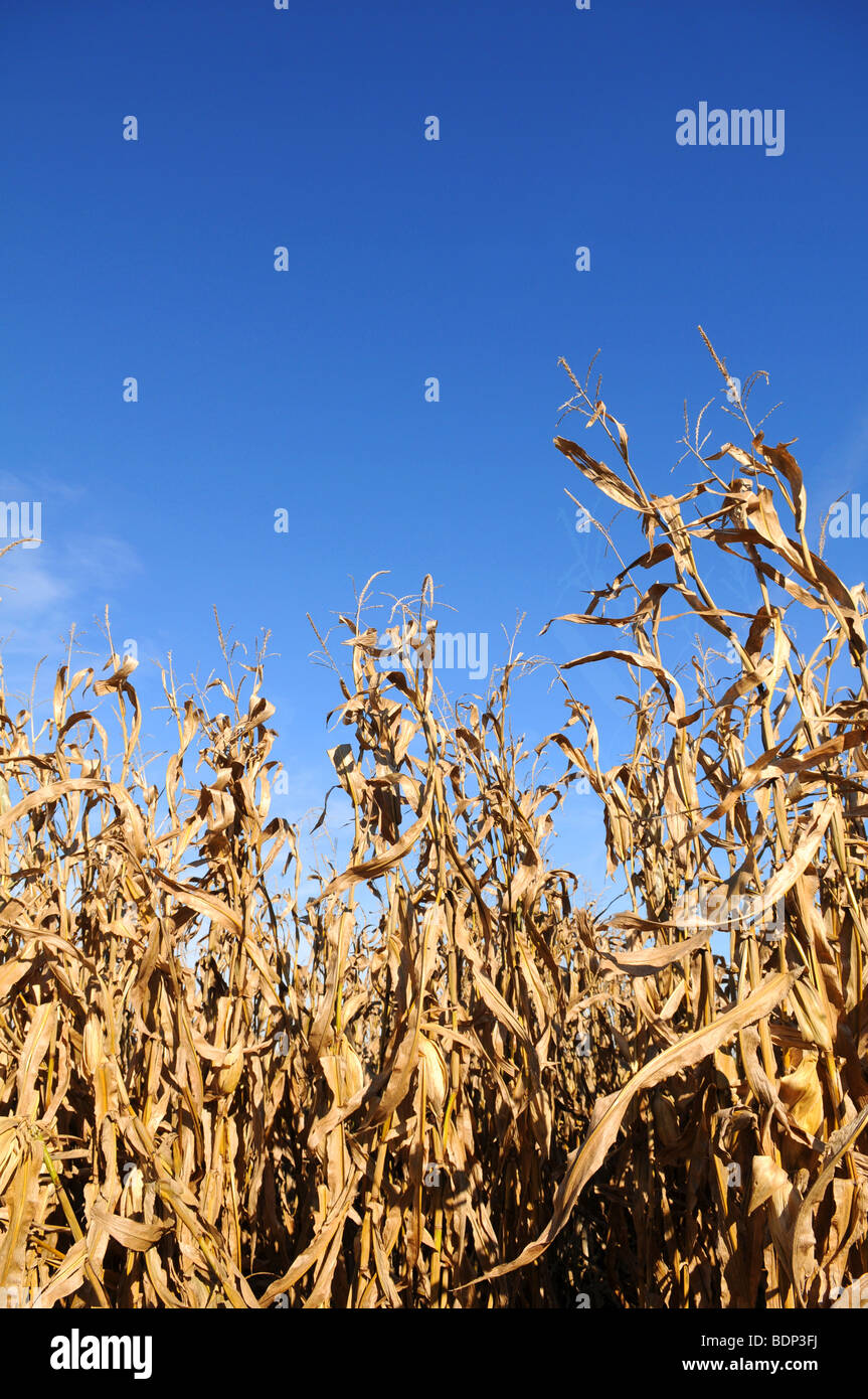 Mais-Feld an sonnigen Tag mit strahlend blauem Himmel Stockfoto