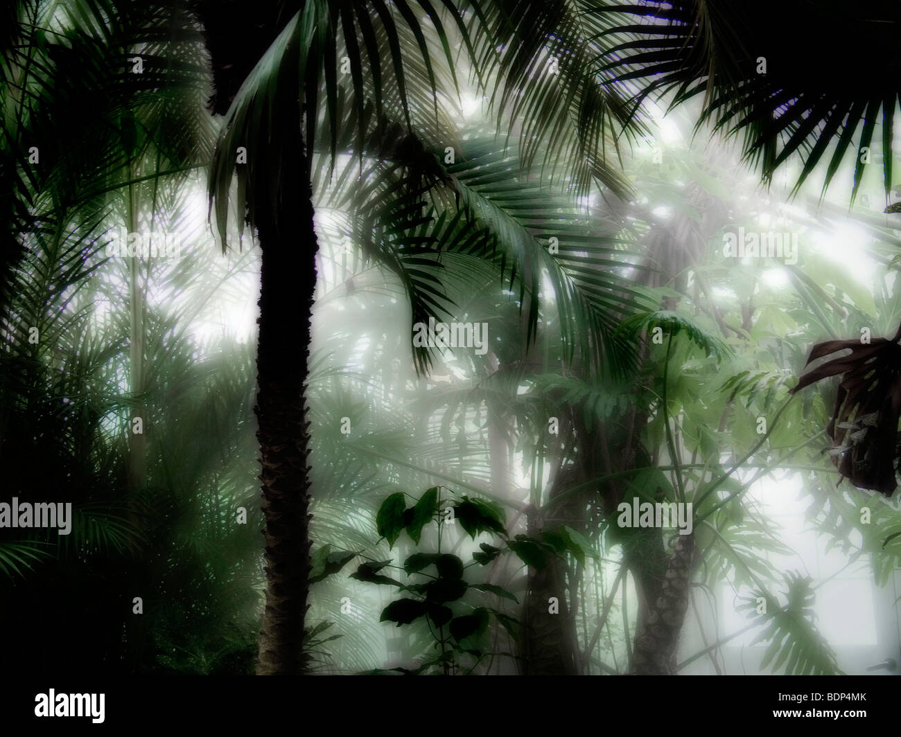 Palmen und Nebel Stockfoto