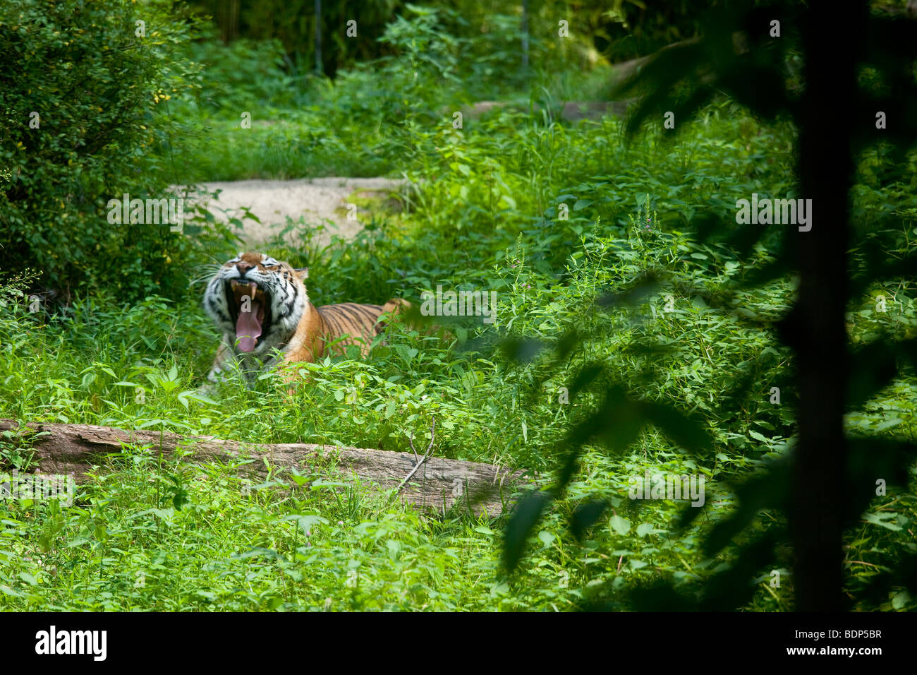 Gähnende Tiger im Bronx Zoo in New York Stockfoto