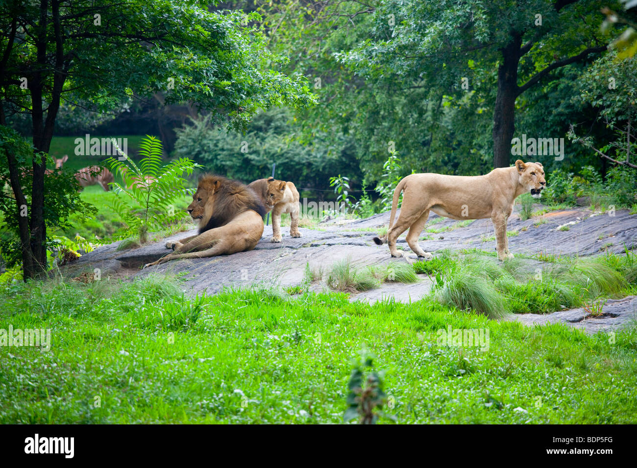 Familie von Löwen im Bronx Zoo in New York Stockfoto