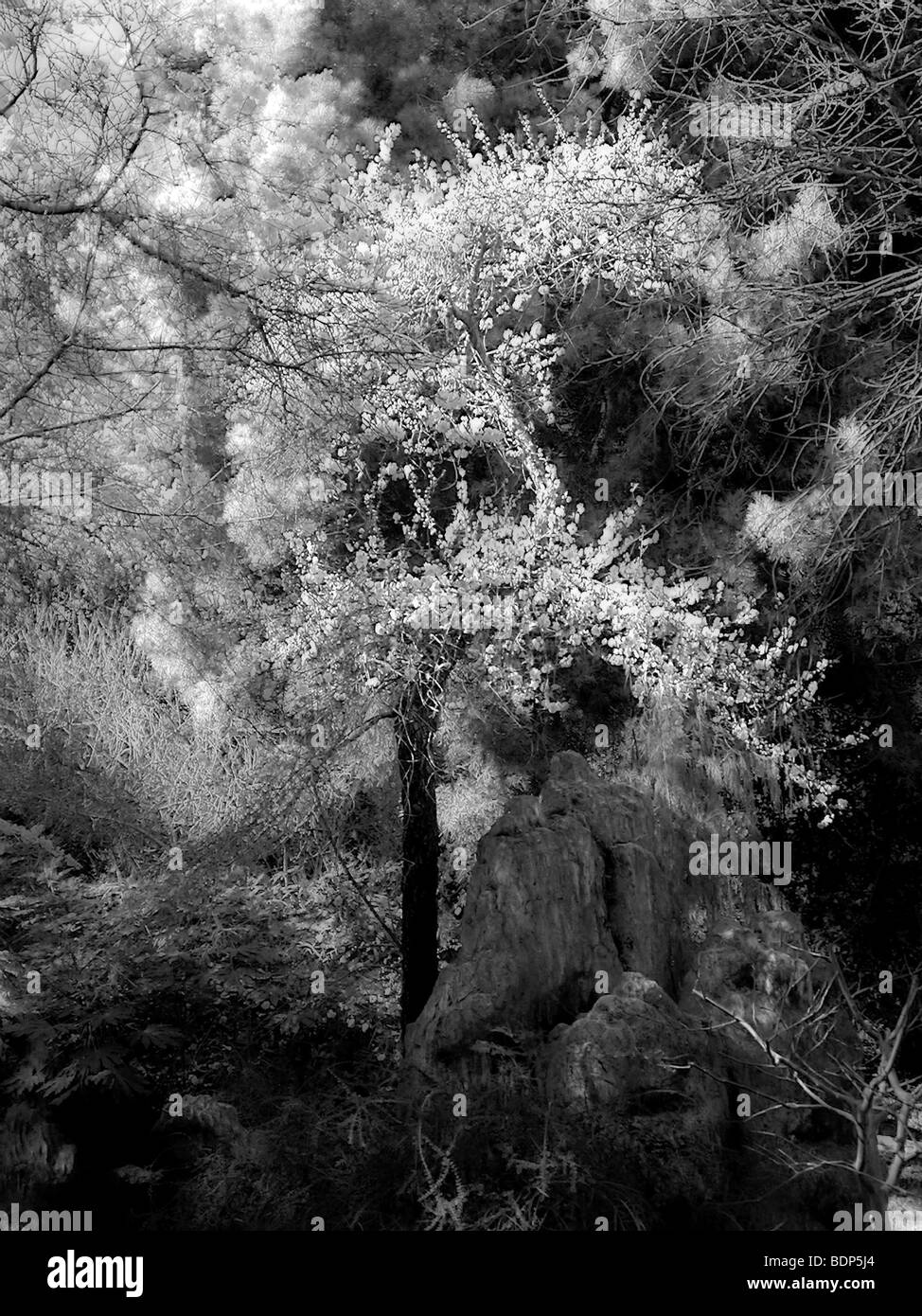 Kirschblüten schmücken einen Baum in fast wolkenartigen Sprays. Stockfoto