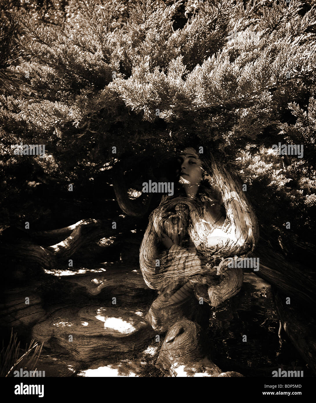 Eine Dryade oder Waldnymphe, offenbart sich in dem Wacholder. Stockfoto