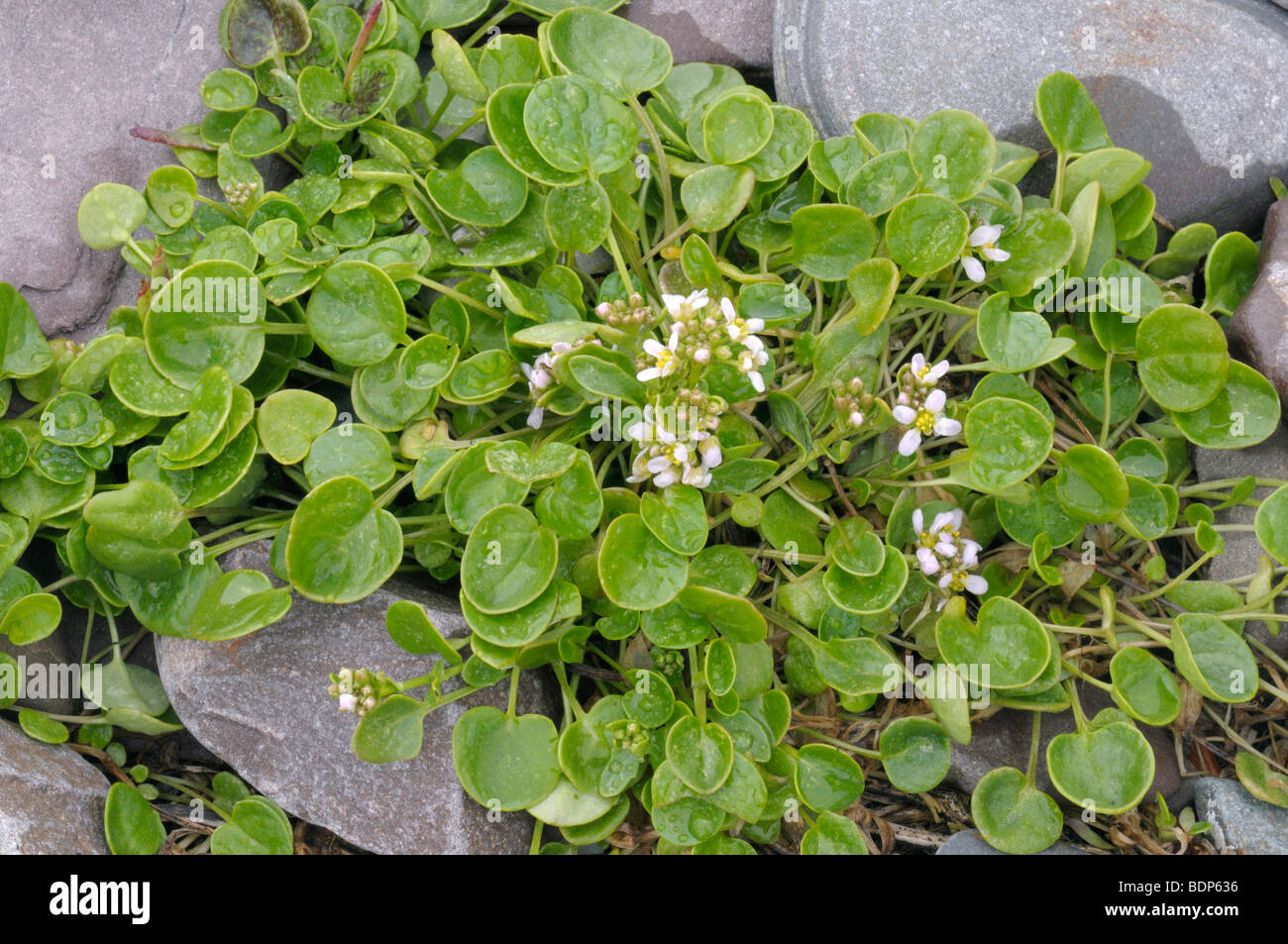 Dänische Skorbut-Rasen (Cochlearia Danica), blühende Pflanzen mit typischen verlässt. Stockfoto