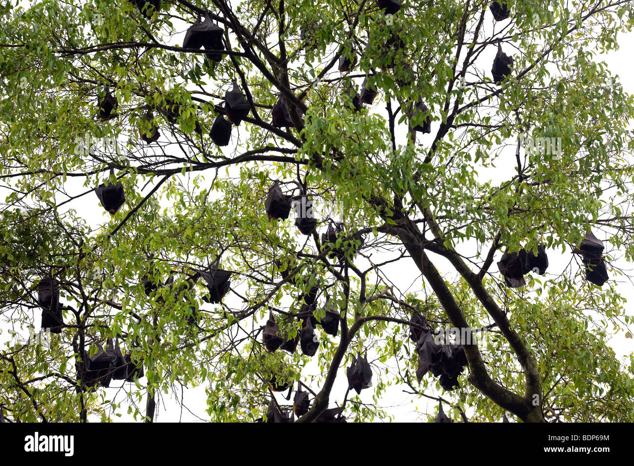 Indonesien, Sulawesi, Tana Toraja-Gebiet, Nanggala Dorf, hängen Fledermäuse bekannt als kelelawar Stockfoto