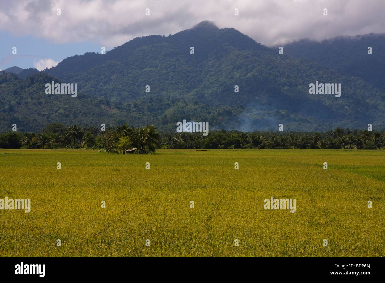 Goldenes Feld Reis auf einem Fuß der Sierra Madre in Zentral-Luzon, Philippinen Stockfoto