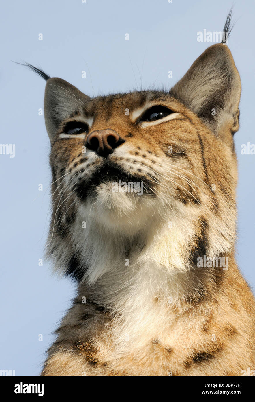 Portrait einer weiblichen europäischen Luchs (Felis Lynx). Gefangene Tier. Stockfoto