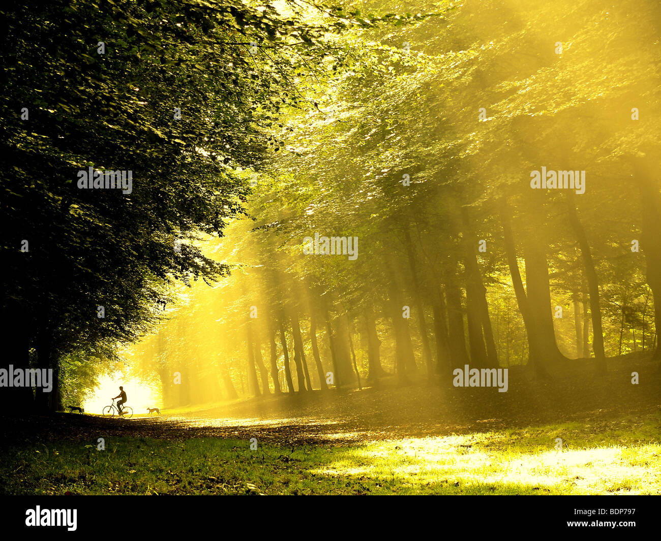 Ein einsamer Radfahrer mit Hunden im Wald mit starken Sonnenlicht auf dem Weg Stockfoto