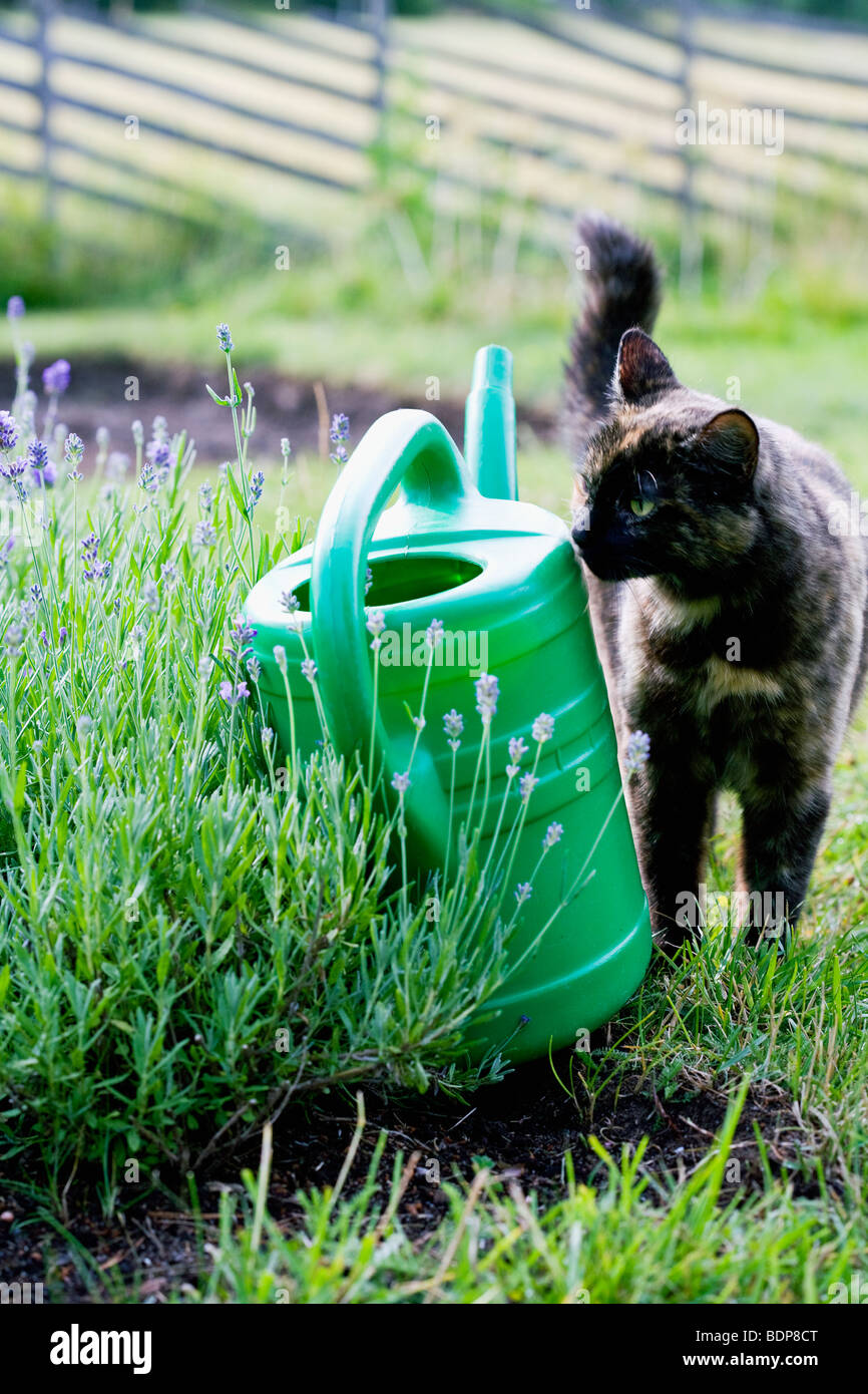 Eine Katze, einen Wasserkrug und eine Grenze von Lavendel, Schweden. Stockfoto