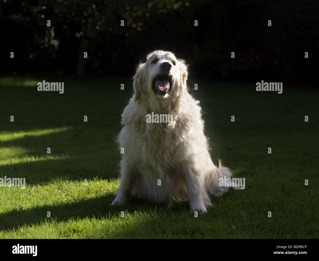 Golden Retriever Bellen Im Garten Stockfotografie Alamy