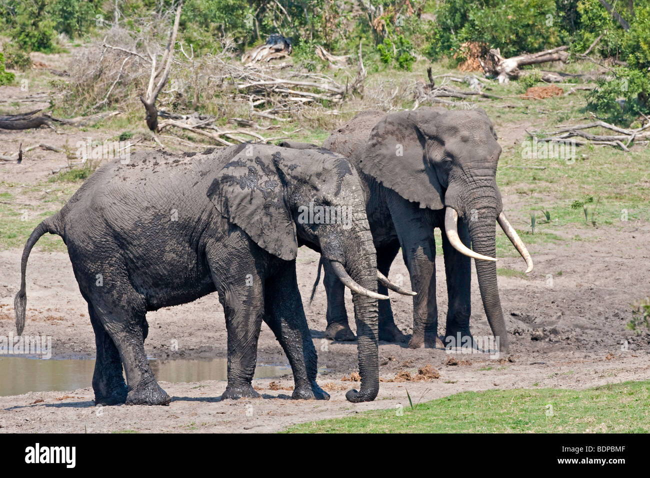 Zwei Elefanten-Bullen mit großen Stoßzähnen am Wasserloch im Tembe Park Südafrika Stockfoto