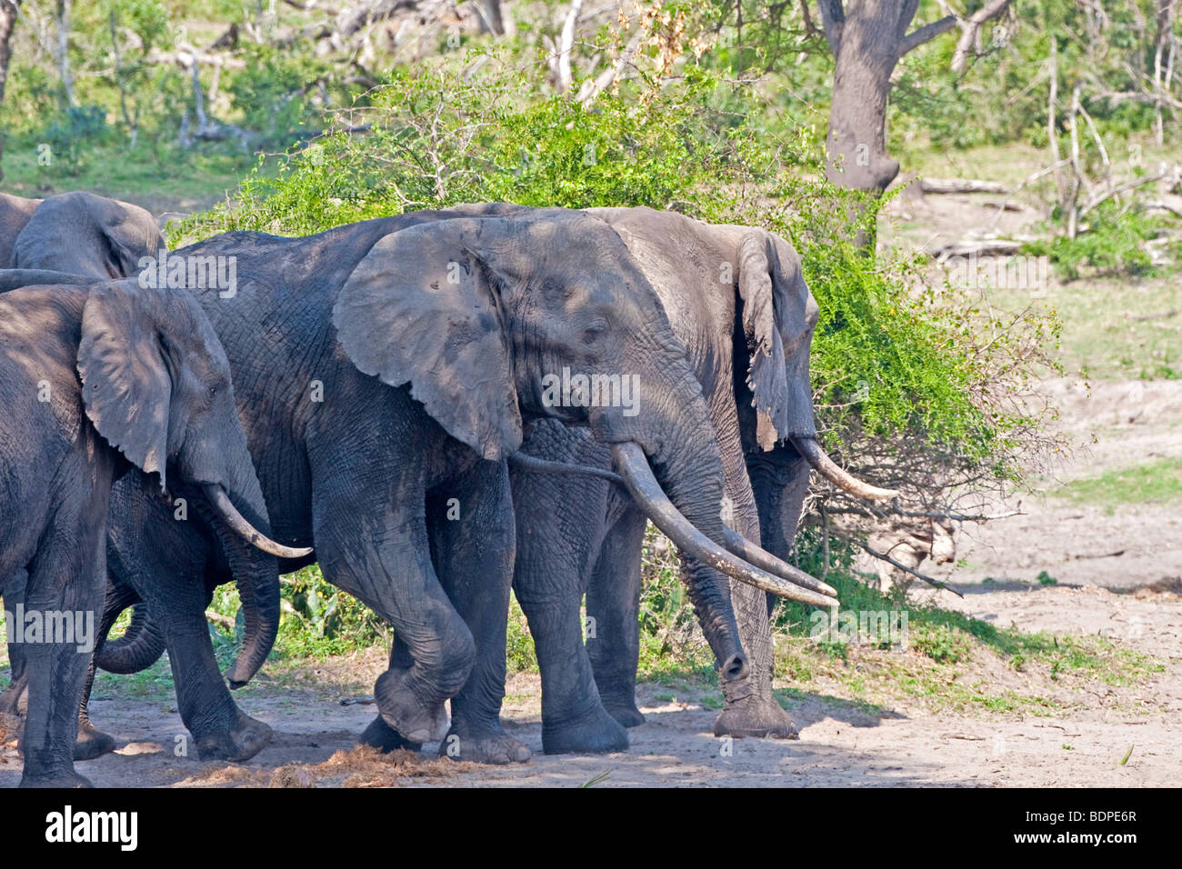 Elefanten-Bullen stehen im Schatten am Wasserloch im Tembe Elephant Park in Südafrika Stockfoto