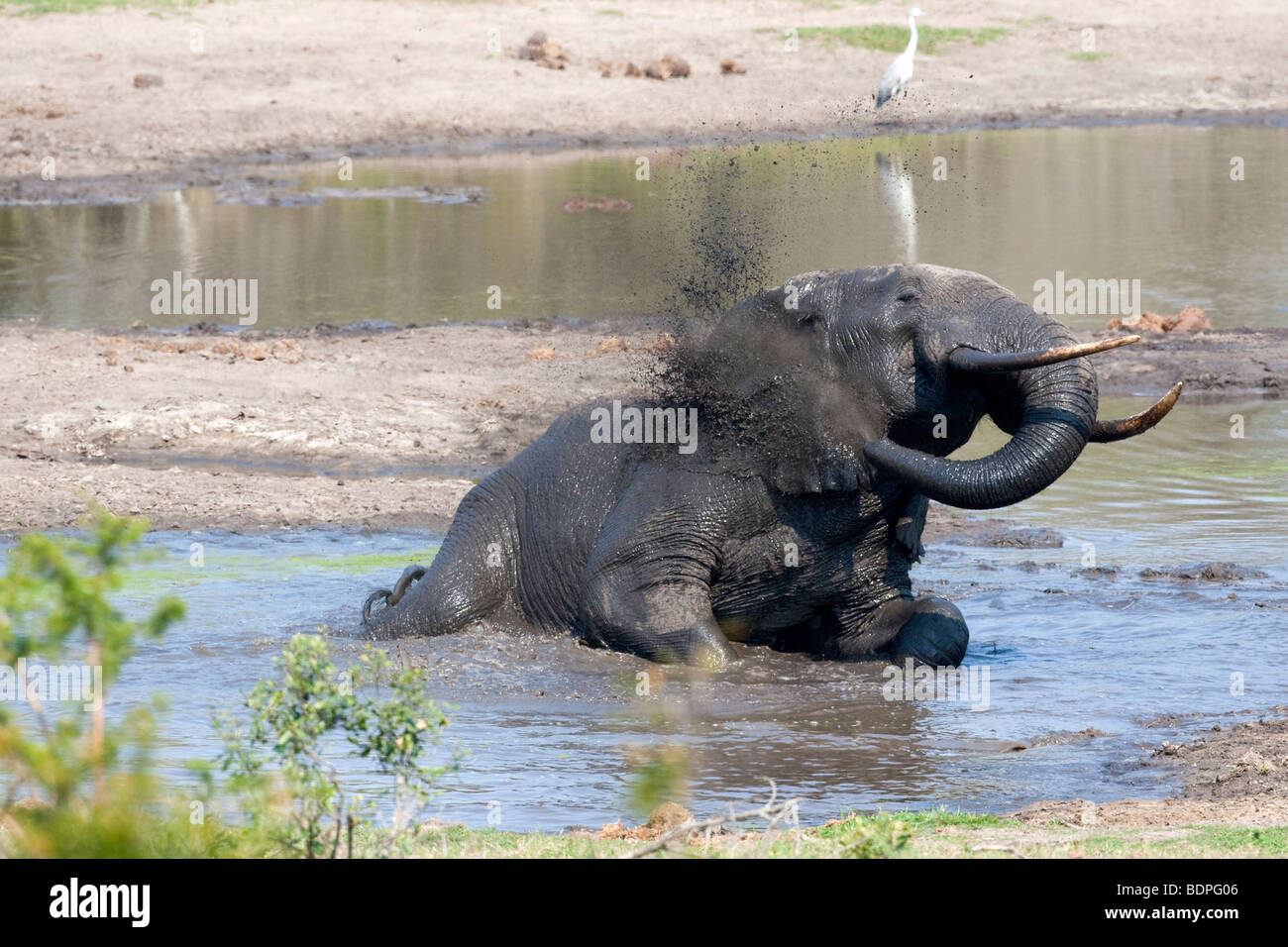 Elefantenbullen mit ein Schlammbad am Wasserloch im Tembe Elephant Park in Südafrika Stockfoto