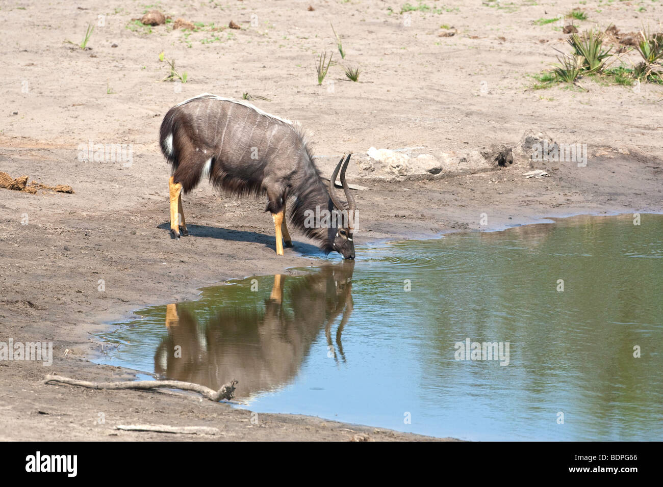 Nyala Bull trinken am Wasserloch im Tembe Elephant Park in Südafrika Stockfoto