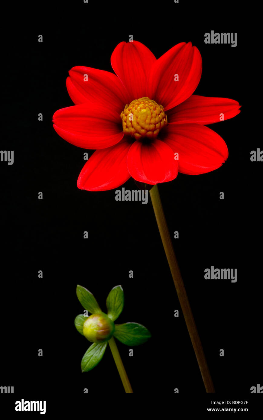 aus den kleinen Knospen wachsen... rote Dahlien und Bud auf schwarzem Hintergrund Stockfoto